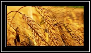 Medinede kuraklık var.