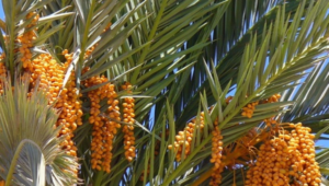 İslam Ordusunun Harp Nizamına Sokulması