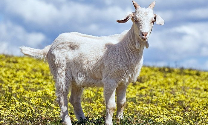 Peygamberimizin Hicret Ederken Mucizeleri