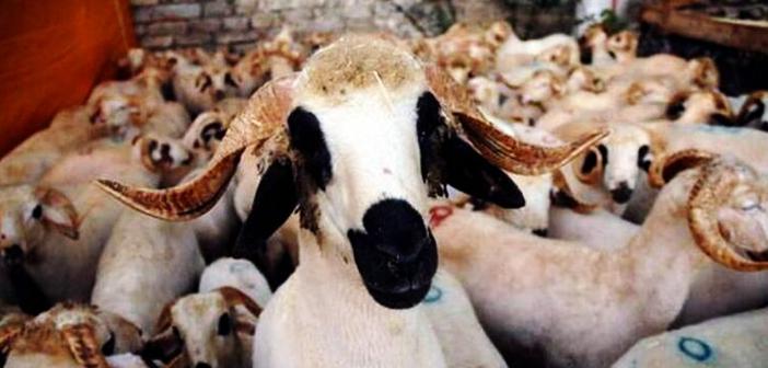 Akîka Kurbanının Dini Hükmü Nedir?