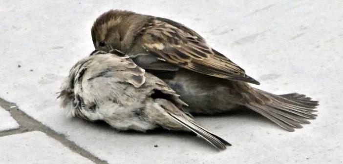 Aşk ve Dostlukta Vefa