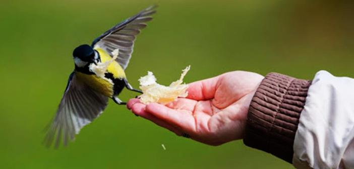 Tasavvufta Rıza Makamı