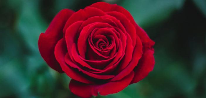 Hz. Mevlana’ya Göre Gül Neden Güzel Kokar?