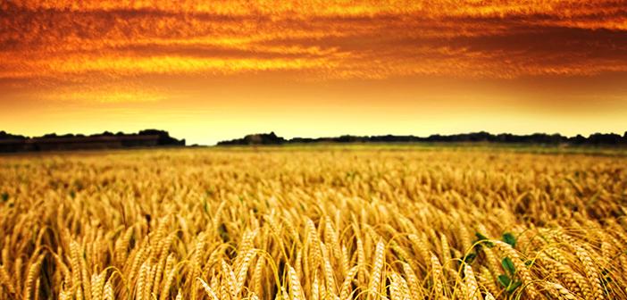 Rızık Veren Allah’tır