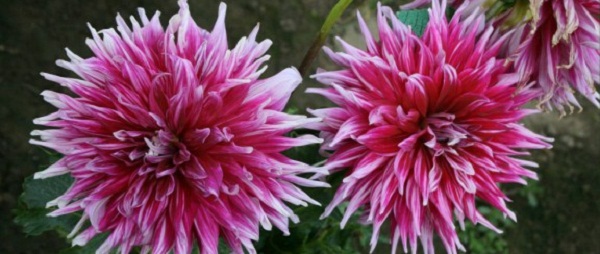 Hayırlı bir gün – 27-10-2024