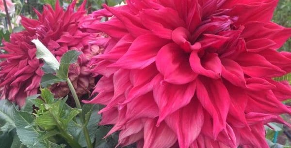 Hayırlı bir gün – 22-01-2025