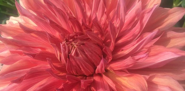 Hayırlı bir gün – 21-01-2025