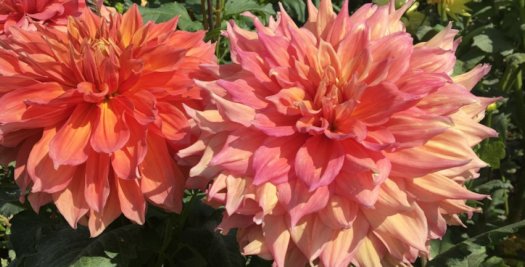 Hayırlı bir gün – 25-01-2025