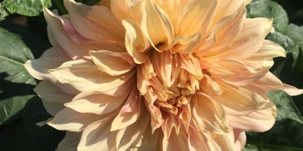 Hayırlı bir gün – 20-01-2025