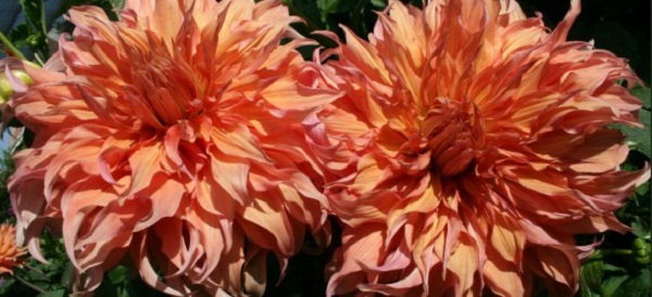 Hayırlı bir gün – 11-02-2025