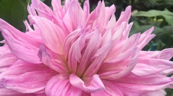 Hayırlı bir gün – 15-03-2025