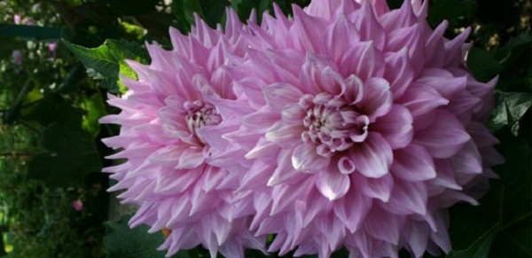 Hayırlı bir gün – 17-03-2025