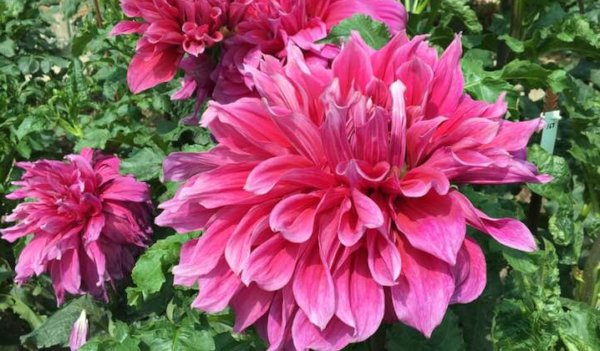 Hayırlı bir gün – 21-03-2025