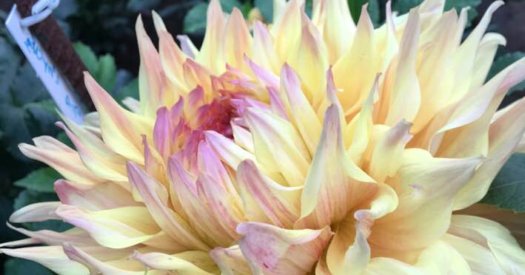 Hayırlı bir gün – 24-05-2025