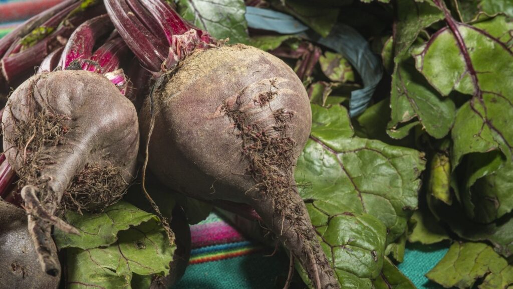 Şeker Pancarının Bilinmeyen Faydaları ve Kullanım Alanları