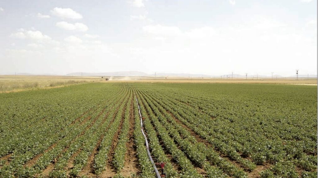 Kuru Fasulye Yetiştiriciliğinde Toprak Hazırlığı ve Gübreleme