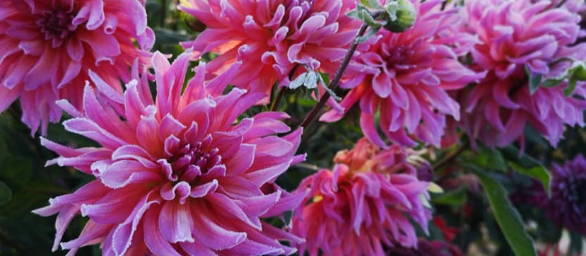 Hayırlı bir gün – 10-07-2025