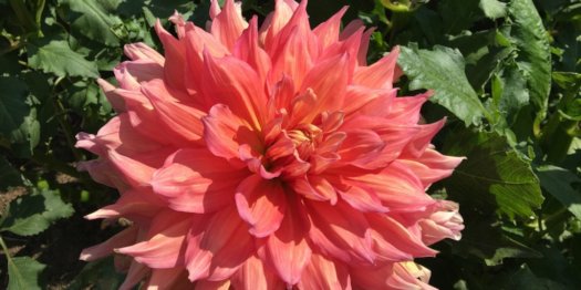 Hayırlı bir gün – 17-07-2025