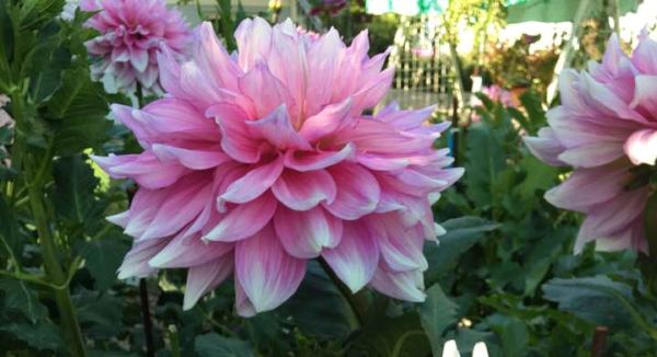 Hayırlı bir gün – 29-07-2025