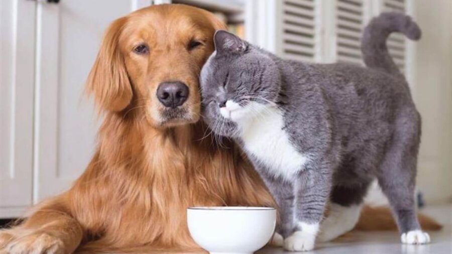 Evcil Hayvan Sahipleri İçin Bakım ve Aşı Takvimi Rehberi