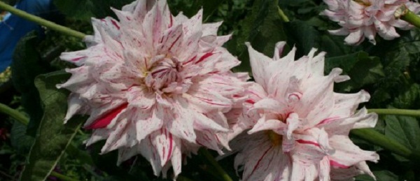 Hayırlı bir gün – 09-02-2026