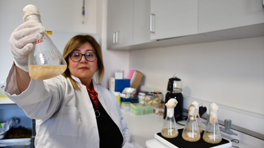 Akademisyenler, gıdalarda oluşan mantar ve küflerin çoğalmasını engelleyen yeni nesil bileşik geliştirdi