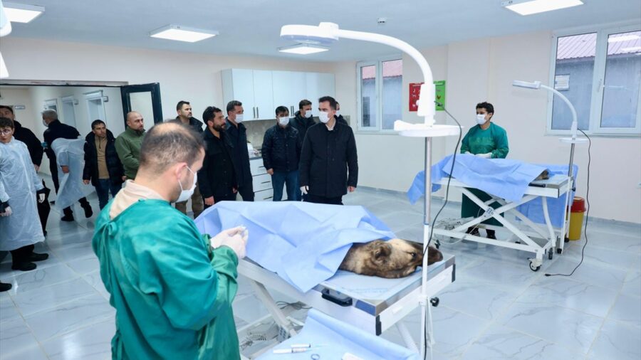 Bitlis’te 6 ayda 1752 sahipsiz köpek barınağa alındı