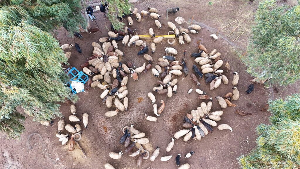 Depremde hayvanları ölen üniversite öğrencisi kadın, devlet desteğiyle besiciliği sürdürüyor