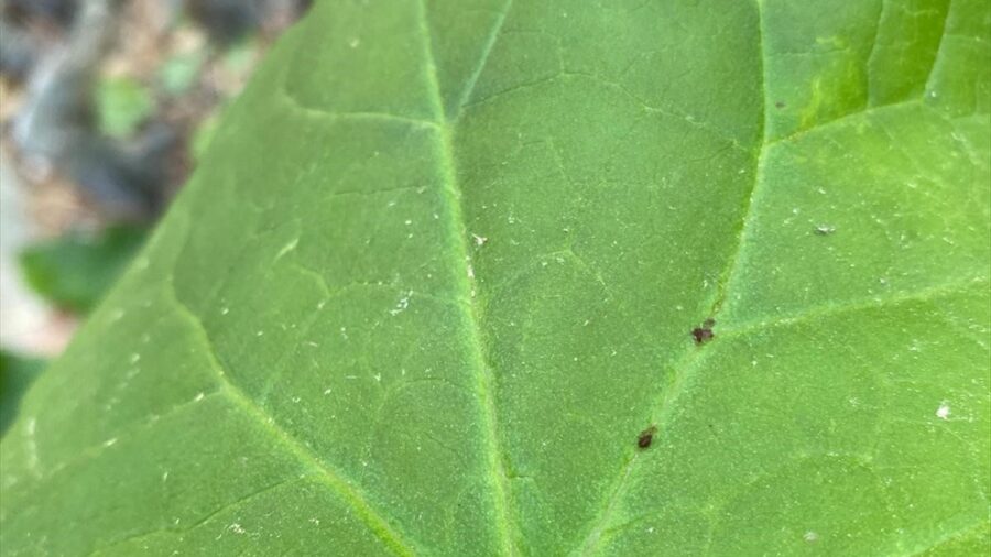 Kaz Dağları’nda yeni bir böcek türü keşfedildi