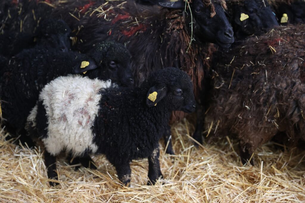 Nesli tükenme tehlikesi altındaki koyun ırkı Konya’daki enstitüde korunuyor