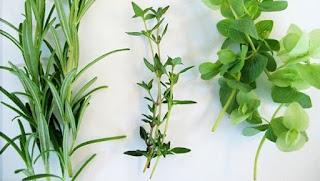 Hangi bitki neye iyi gelir?