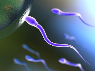 Kaliteli Sperm ve Yumurta İçin…