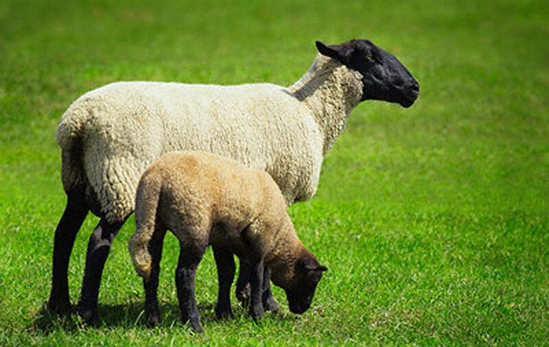 İslamiyete uygun kesilmeyen hayvan leş olur