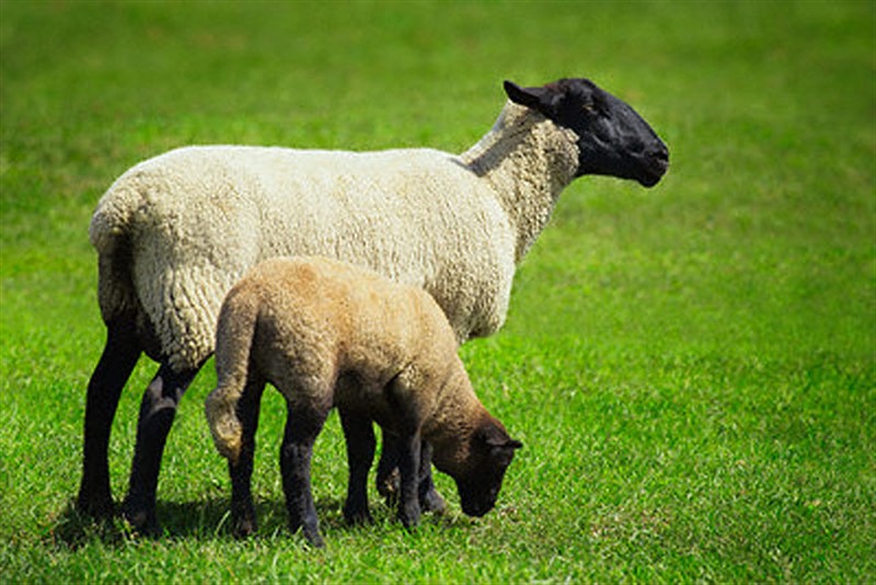 İslamiyete uygun kesilmeyen hayvan leş olur