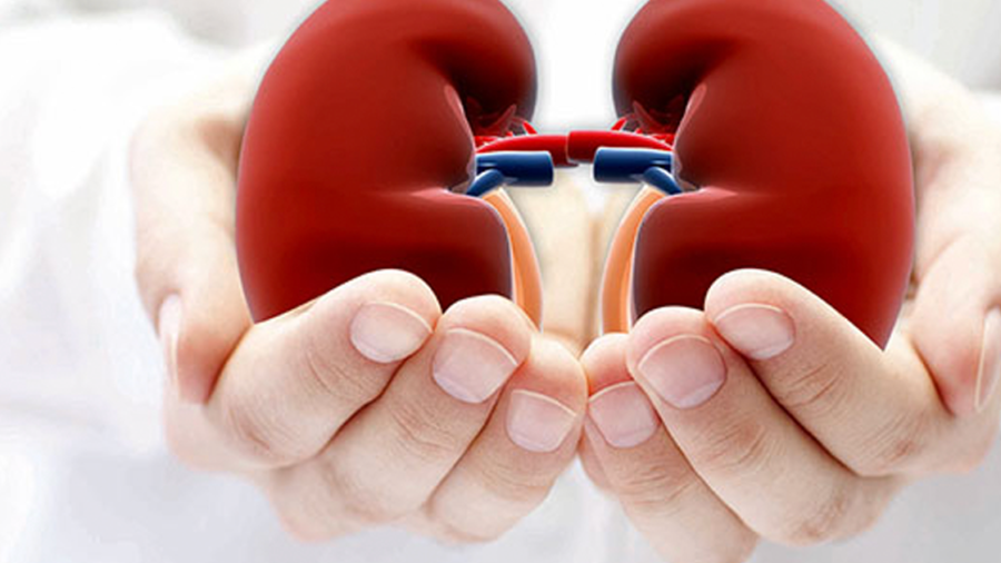 Sağlıklı böbrek, sağlıklı hayat