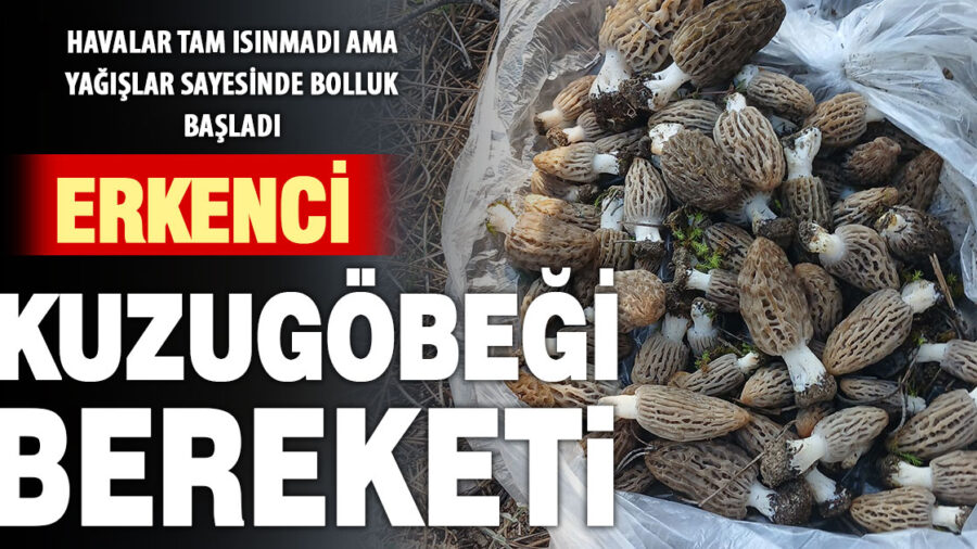 Denizli’de kuzugöbeği mantarı biraz erken çıktı