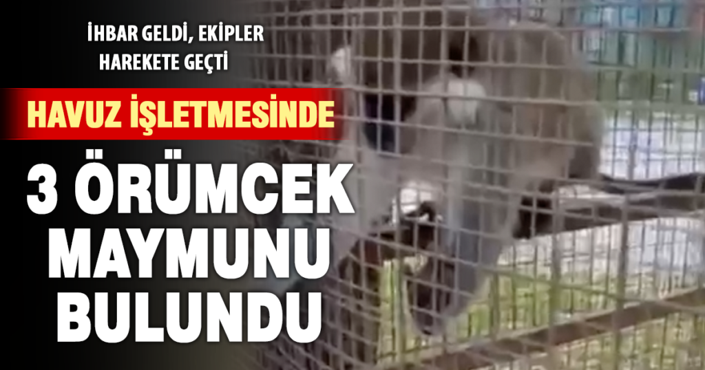 Denizli’de kaçak yaban hayvanı operasyonu: 3 örümcek maymun bulundu