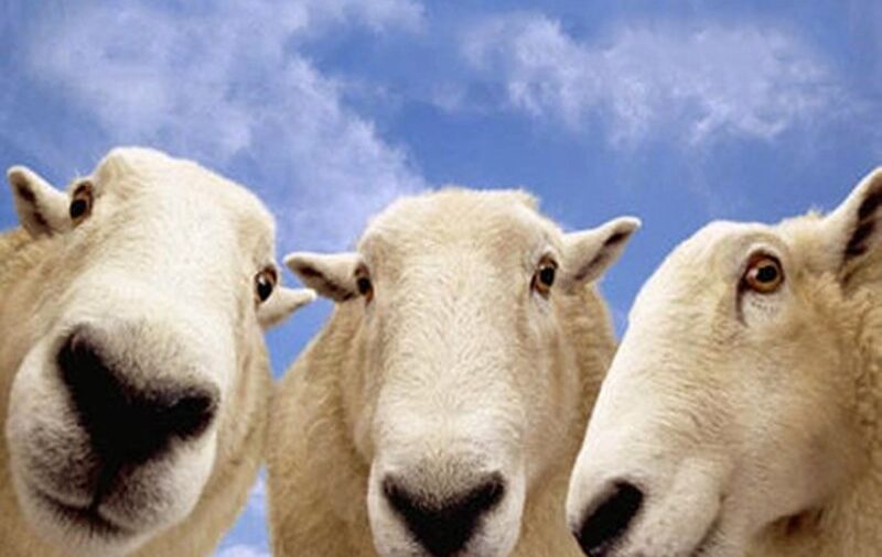 Kurbanlık hayvanın vasıfları