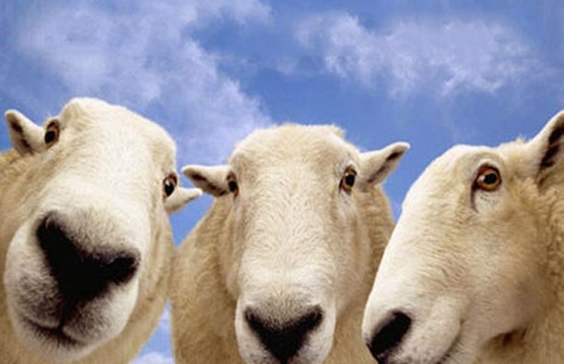 Kurbanlık hayvanın vasıfları