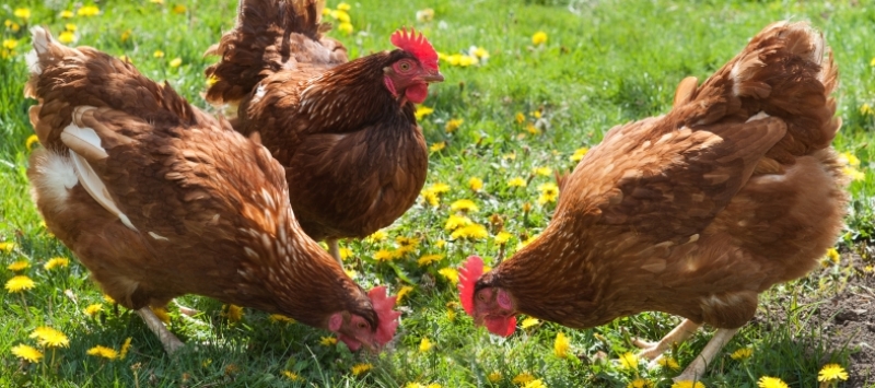 Tavuk kaynar suya atılırsa dinen mahzuru olur mu?