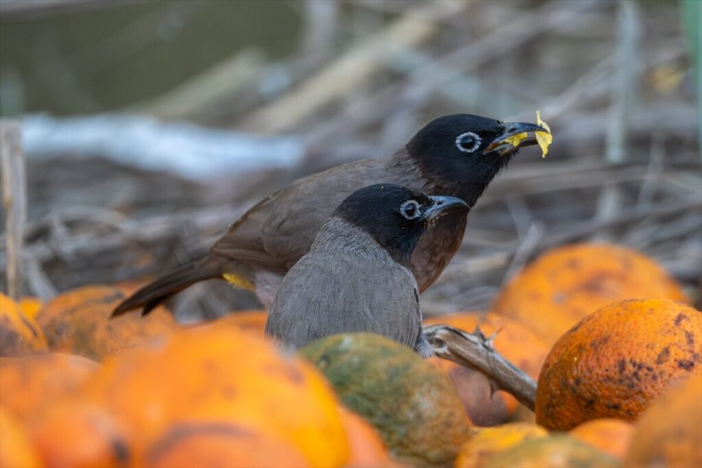 Adana’da ağaçlardan düşen narenciyelerle beslenen Arap bülbülleri görüntülendi