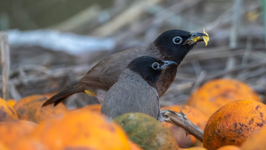 Adana’da ağaçlardan düşen narenciyelerle beslenen Arap bülbülleri görüntülendi