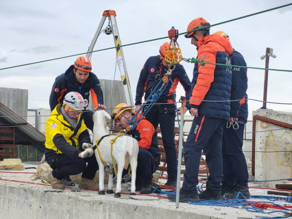 AFAD’dan afetlerde hayvanların korunmasına yönelik uluslararası proje