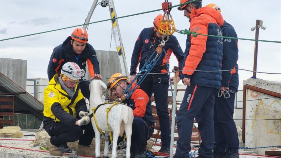 AFAD’dan afetlerde hayvanların korunmasına yönelik uluslararası proje
