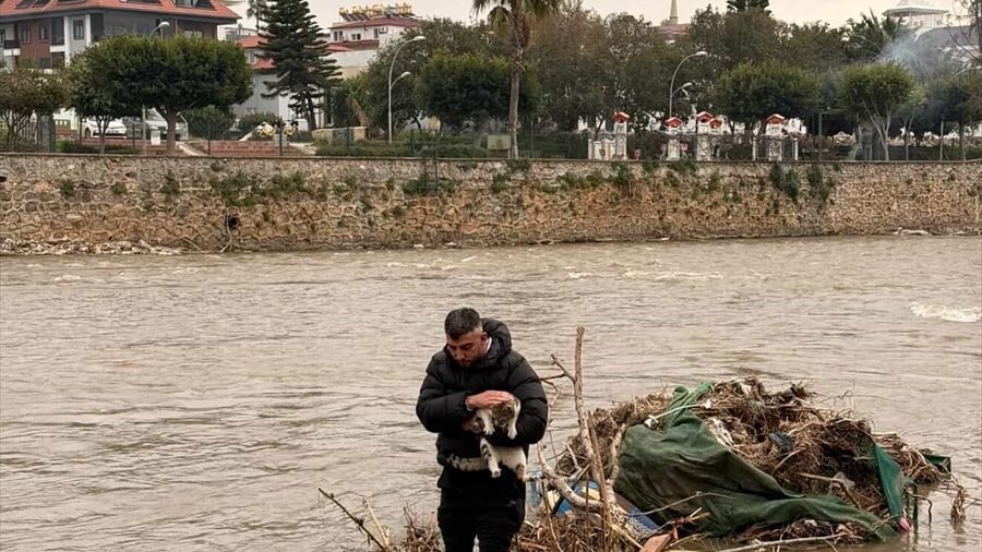 Alanya’da çayda mahsur kalan kediyi vatandaş kurtardı