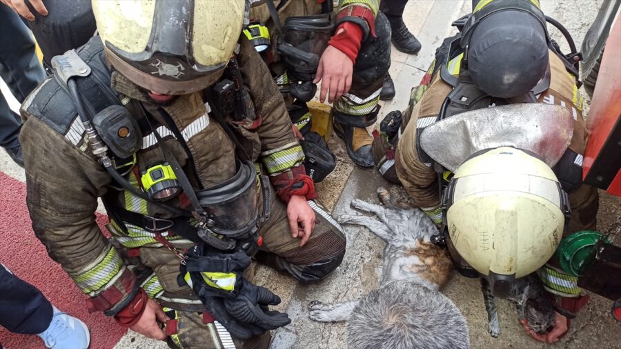 Ankara’da yangından etkilenen kediler kalp masajı ve oksijenle hayata döndürüldü