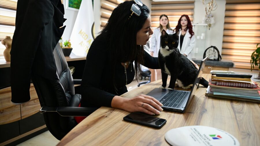 Araç çarptıktan sonra ölüme terk edilen “Tofi” platinle yürümeye başladı