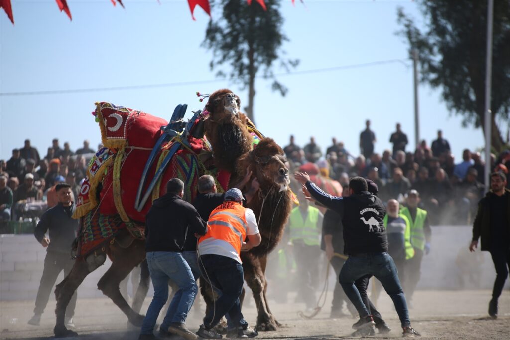 Aydın’da ertelenen deve güreşi festivali yapıldı