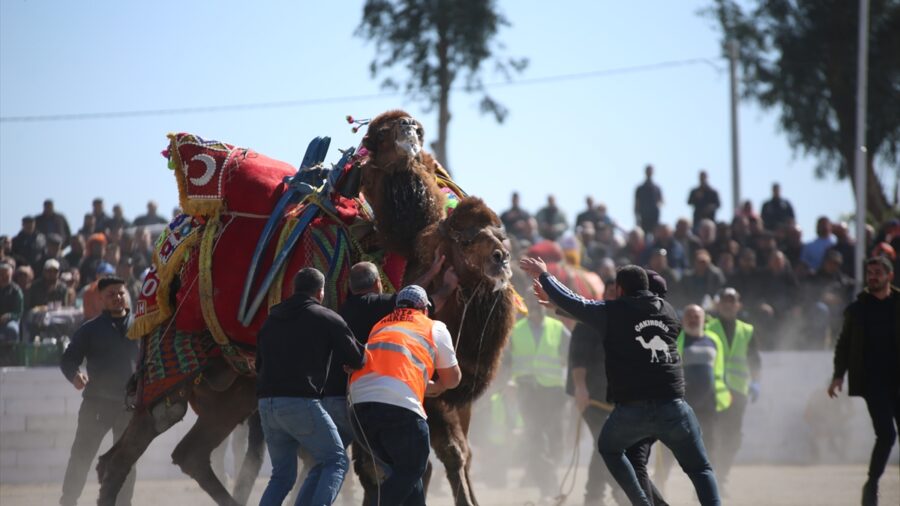 Aydın’da ertelenen deve güreşi festivali yapıldı