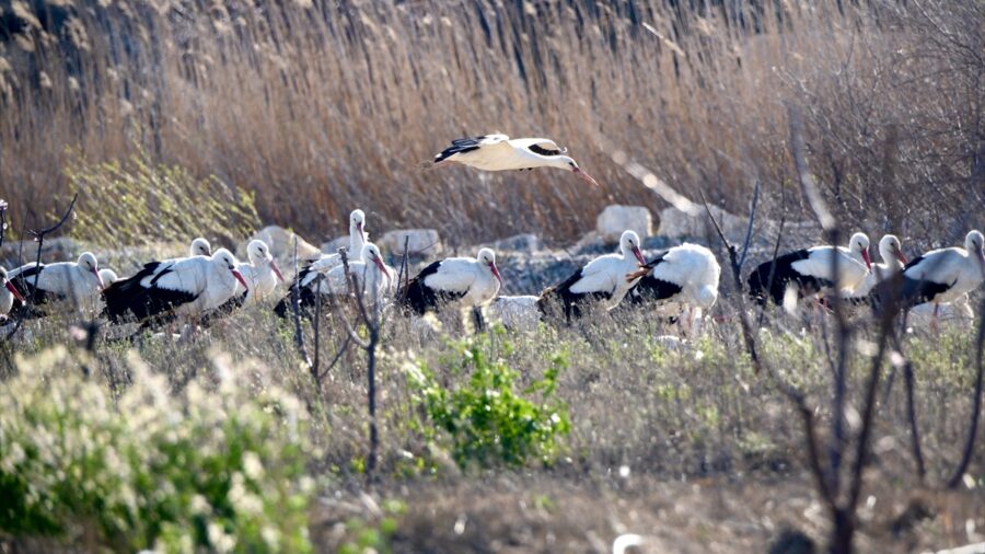 Baharın yüzünü gösterdiği Mersin, leylek ve pelikan sürülerini ağırlıyor